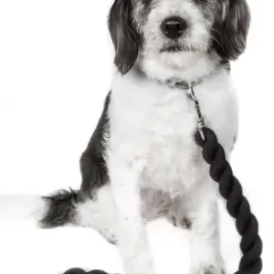 ToughTugger IndustrialStrength Shock Absorption Woven Dog Leash ( multicolor, Standard )