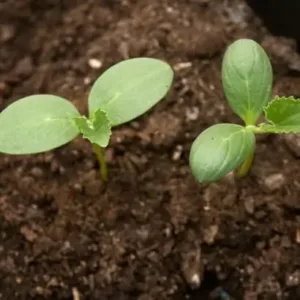 Desi Kheera/Cucumber seeds for planting | 50 seeds per pack ( default, OS )