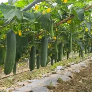 Desi Kheera/Cucumber seeds for planting | 50 seeds per pack ( default, OS )