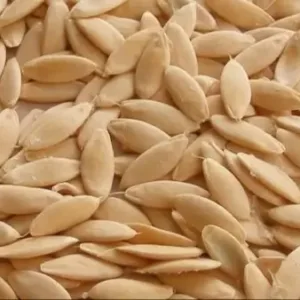Desi Kheera/Cucumber seeds for planting | 50 seeds per pack ( default, OS )